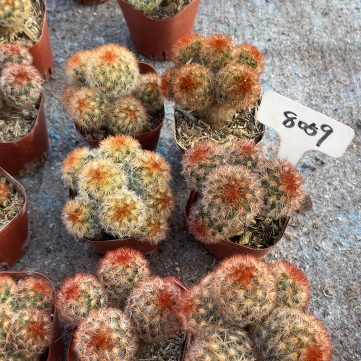 实生群生红刺嘉文好养