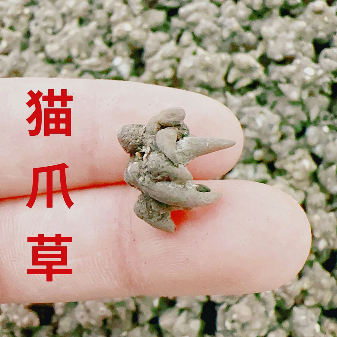 猫爪草中颗粒猫爪草大颗猫爪草河南中国猫爪草之乡水洗猫爪草干净