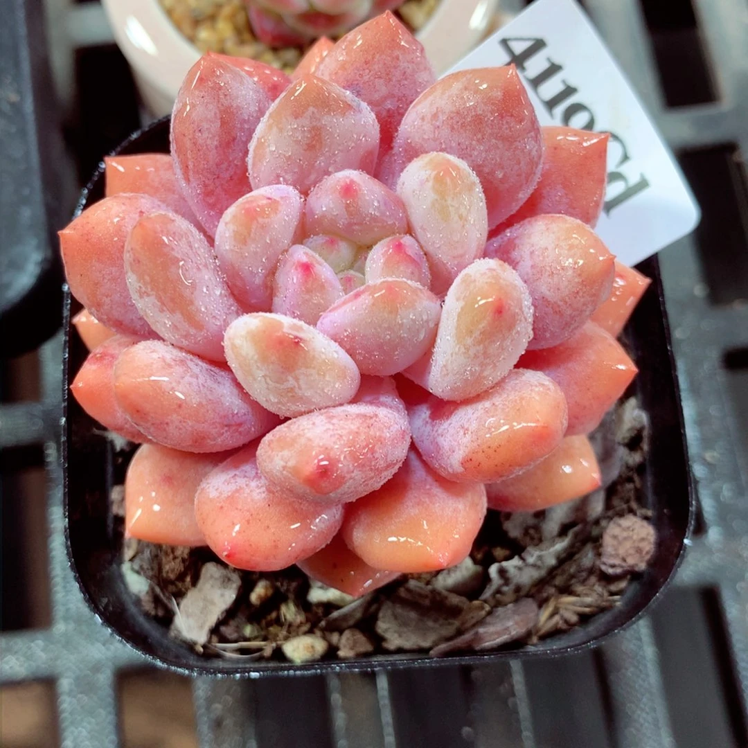 5厘米盆精控多肉4119