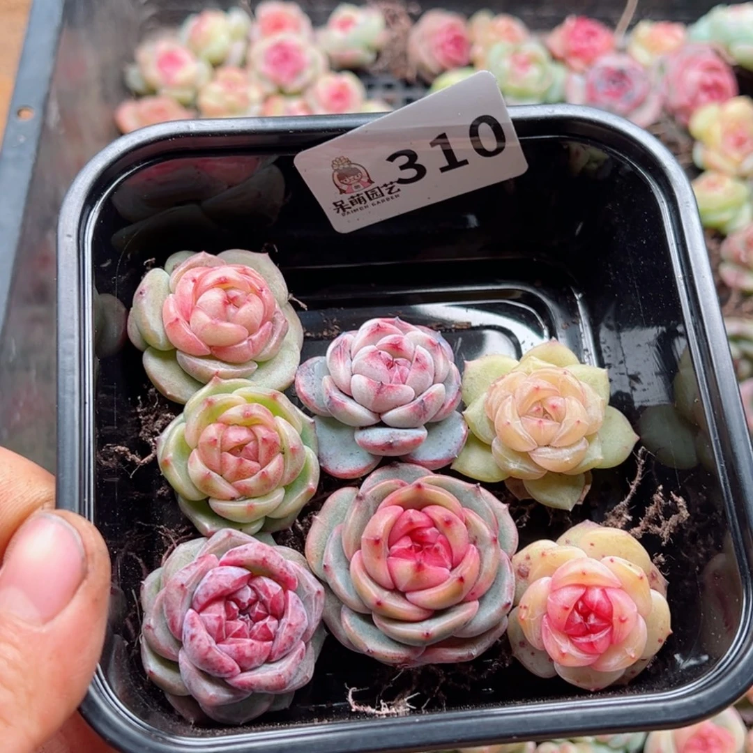 L**n多肉植物多肉植物