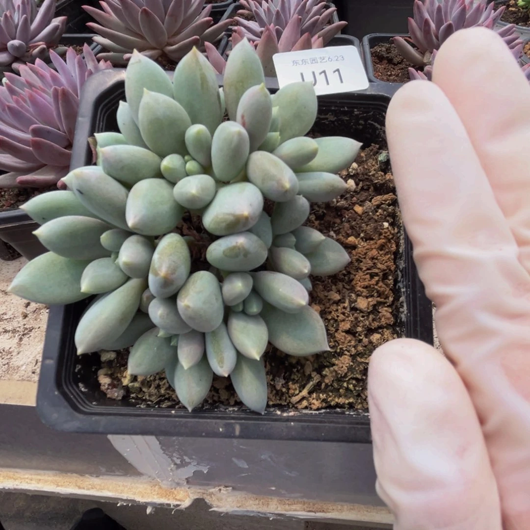 u11胖体哥特群生无砍