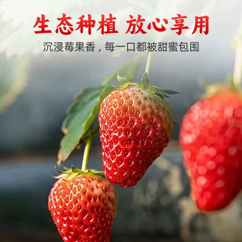 【赠品】正宗丹东九九草莓一斤/半斤试吃装