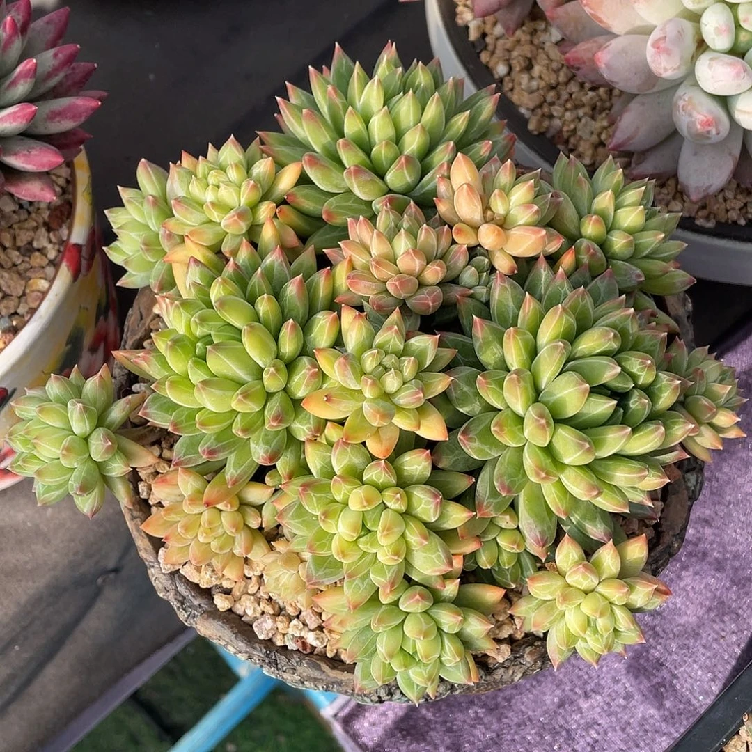 多肉植物脱土包邮