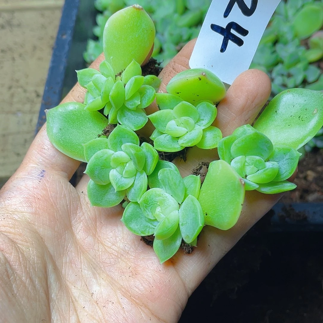 多肉植物多肉植物124