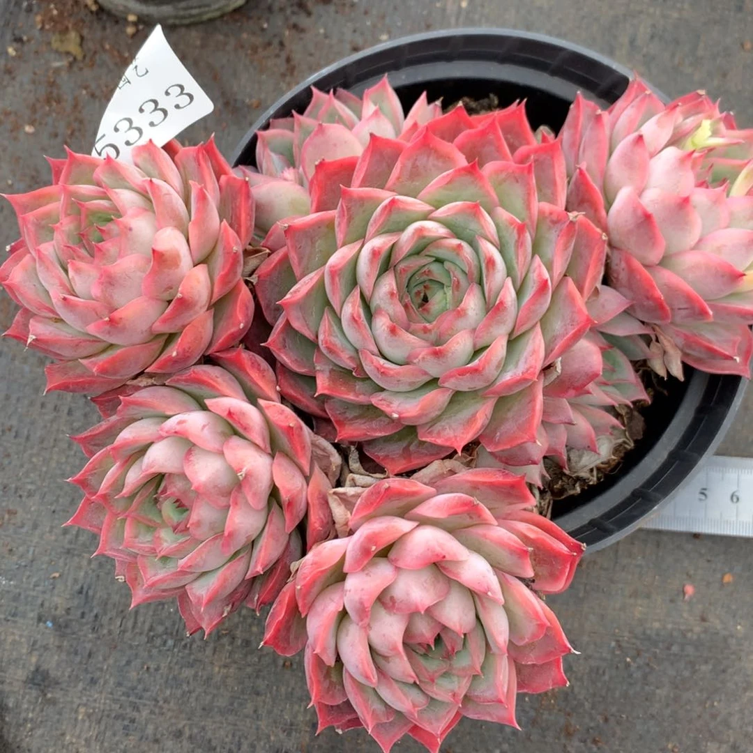 5333杂交多肉植物