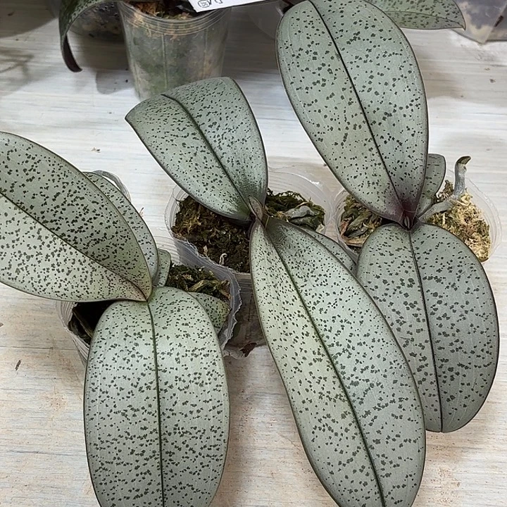 当前无花栽培后可以开花超银叶西蕾丽