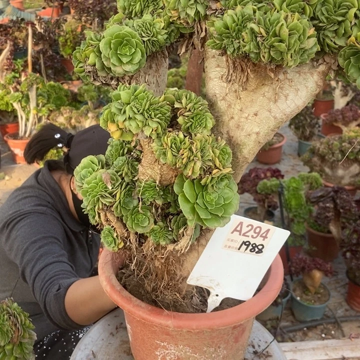 嘟***家A294绿羊绒缀化老庄