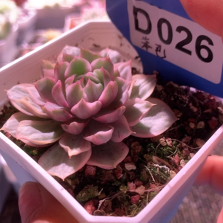 笨巴覆轮锦有根有根