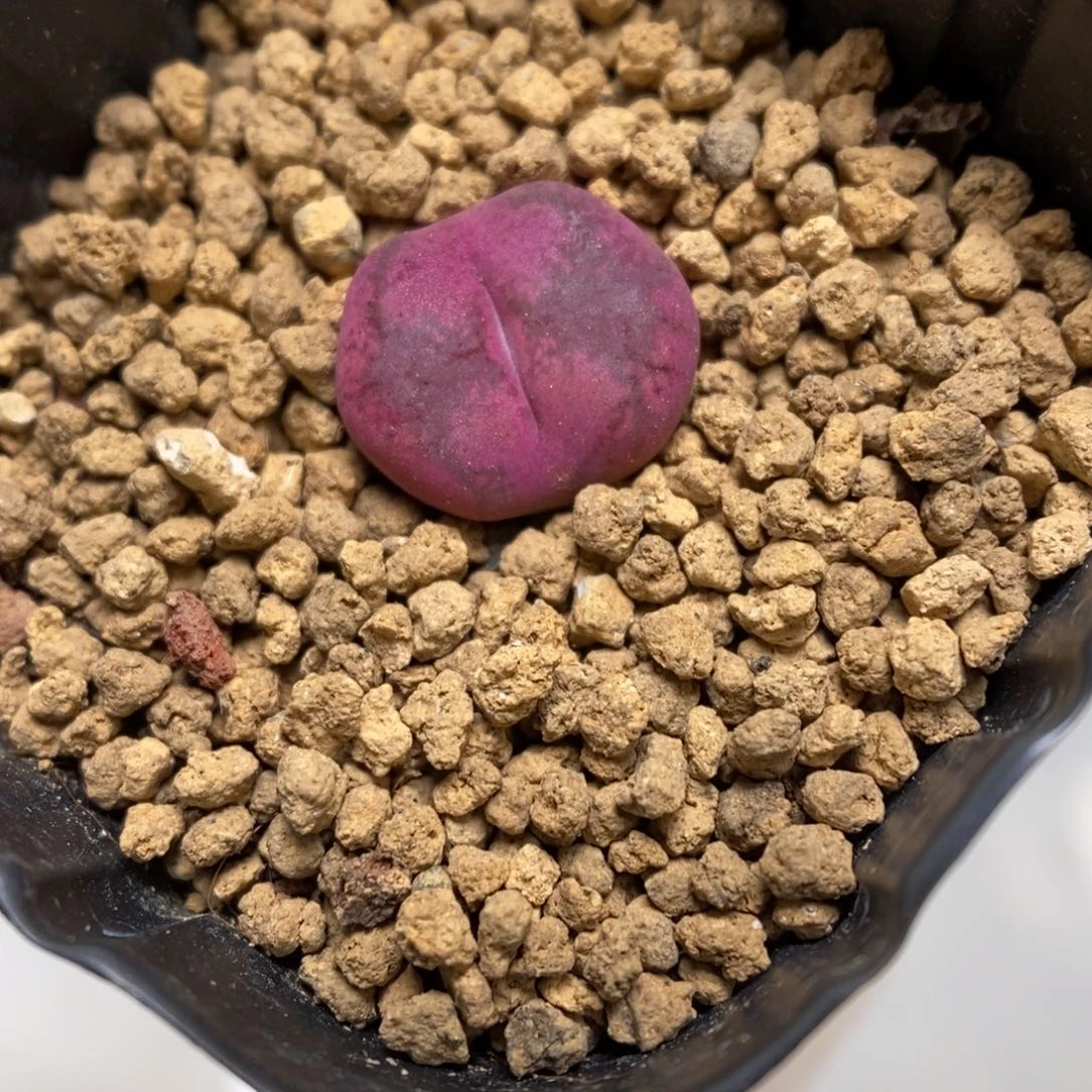 多肉植物肉锥杂交K-1072