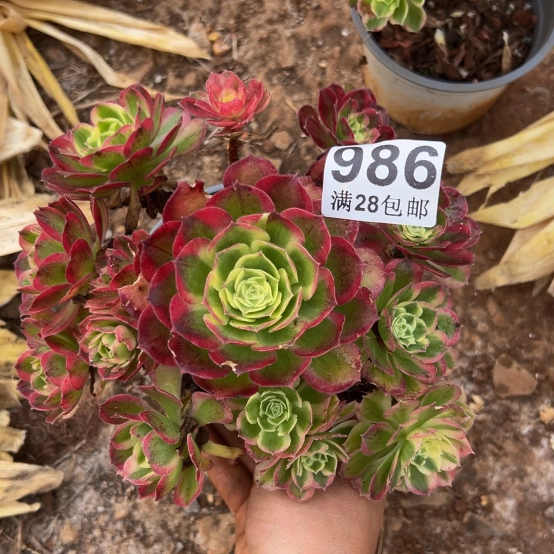 多肉植物986脱土的