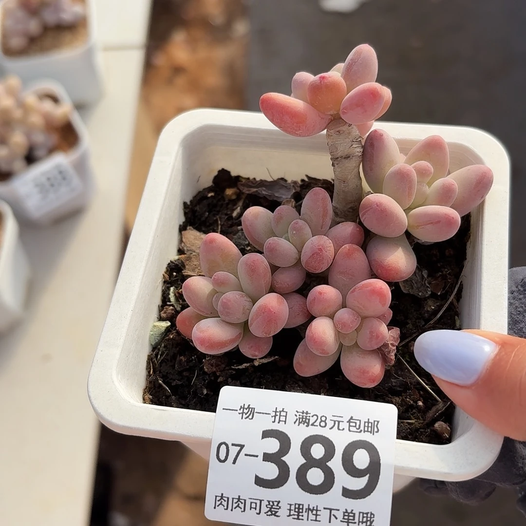 樱花奶无盆土发货无