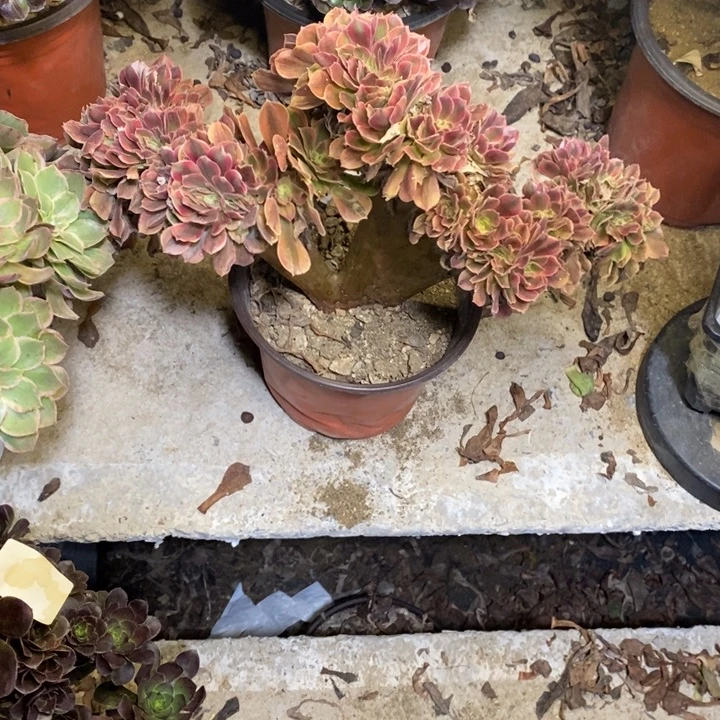 洛神多肉断头不包0099