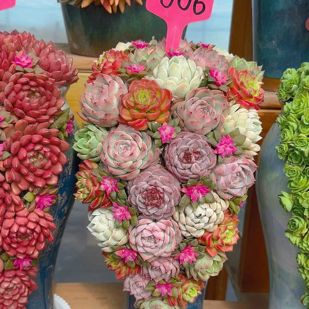 006硕果累累多肉多肉