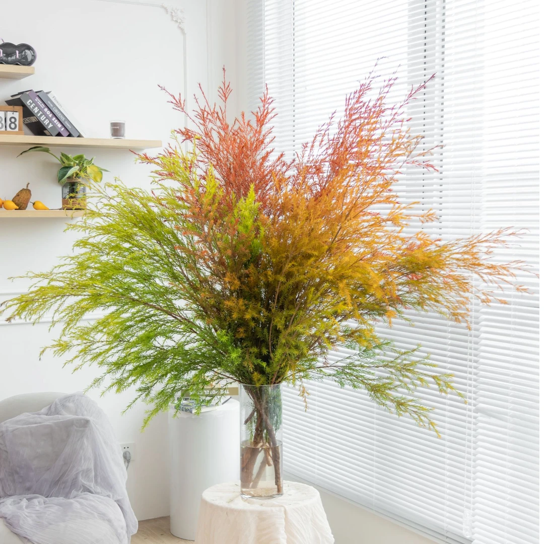 【千层金】 达  一把暖阳带回家 花期超长 可做干花 云南鲜花