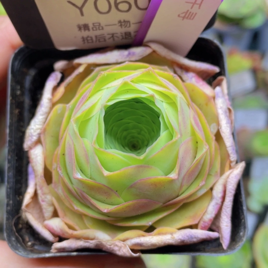 千寻多肉060一物一拍