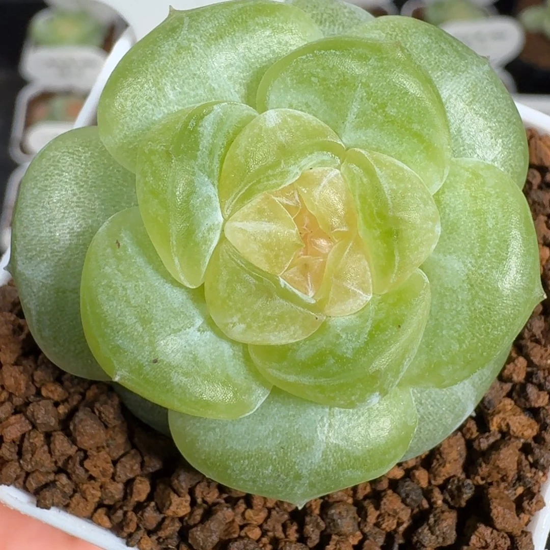 0924-40-淳儿单头