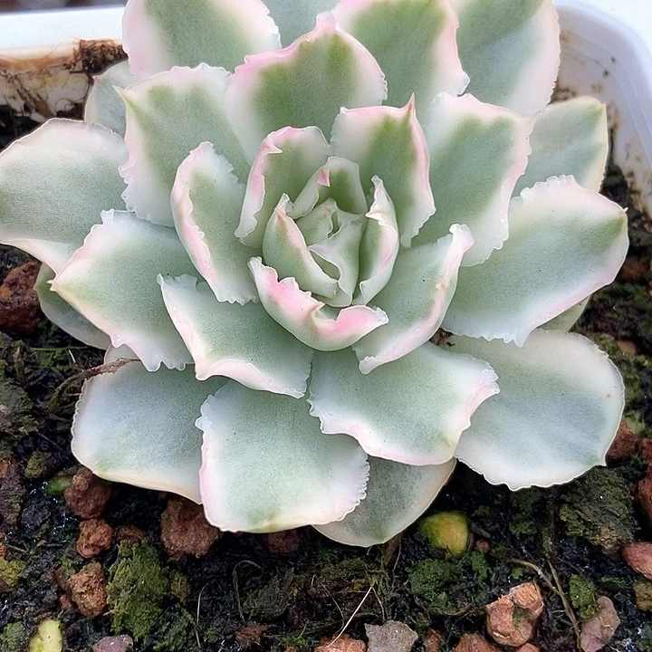 多肉植物紫蝴蝶锦986