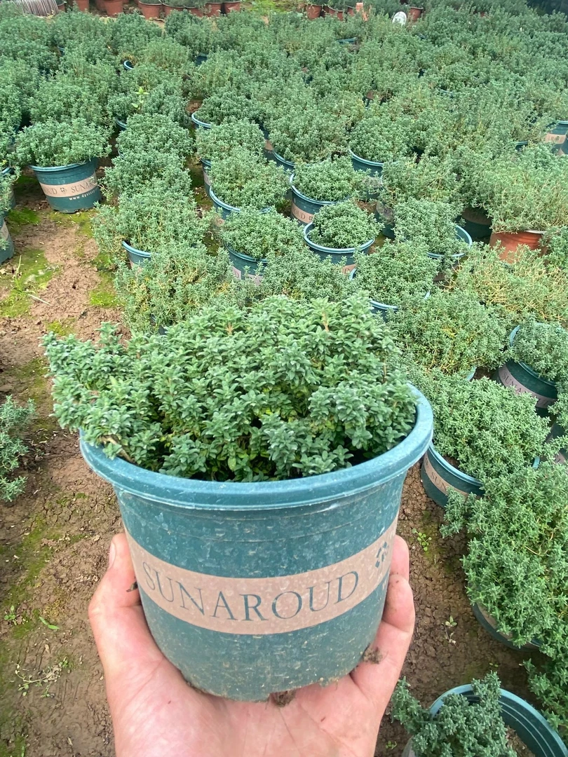 百里香和迷迭香清新一整屋 迷迭香棒棒糖盆栽百里香大盆 香草植物