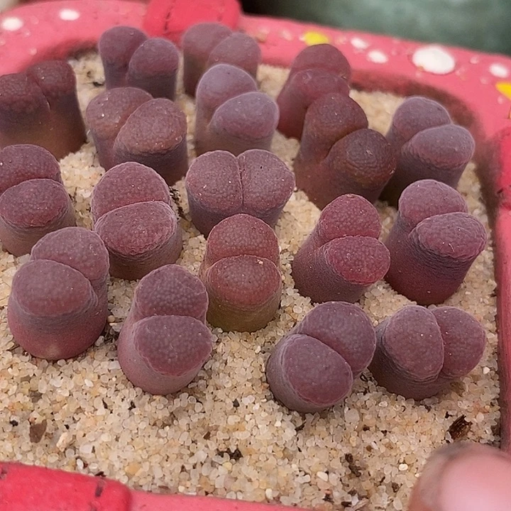 超级萝莉风铃一颗