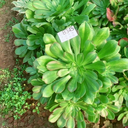 小*格多肉植物组合倾城中班345