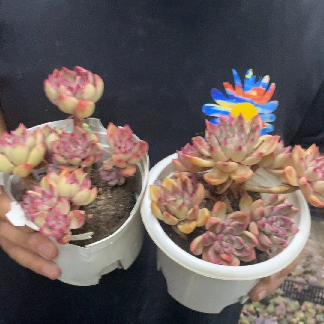 油漆桶整桩整群两盆