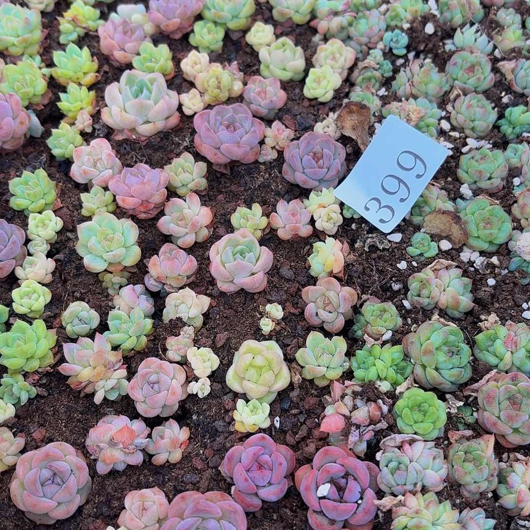 温***，多肉植物多肉植物399