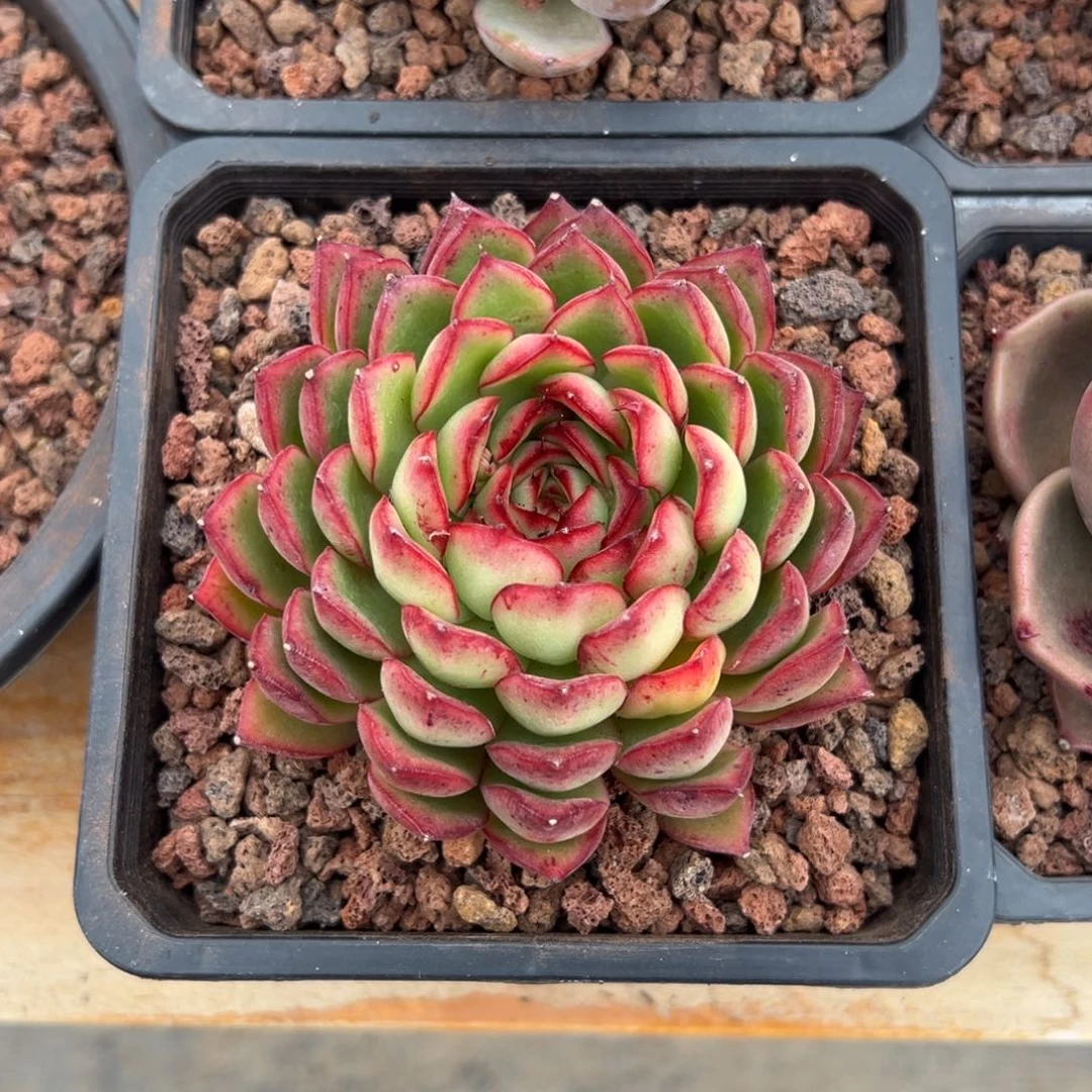 多肉单头萤火虫【非偏远满18包邮】