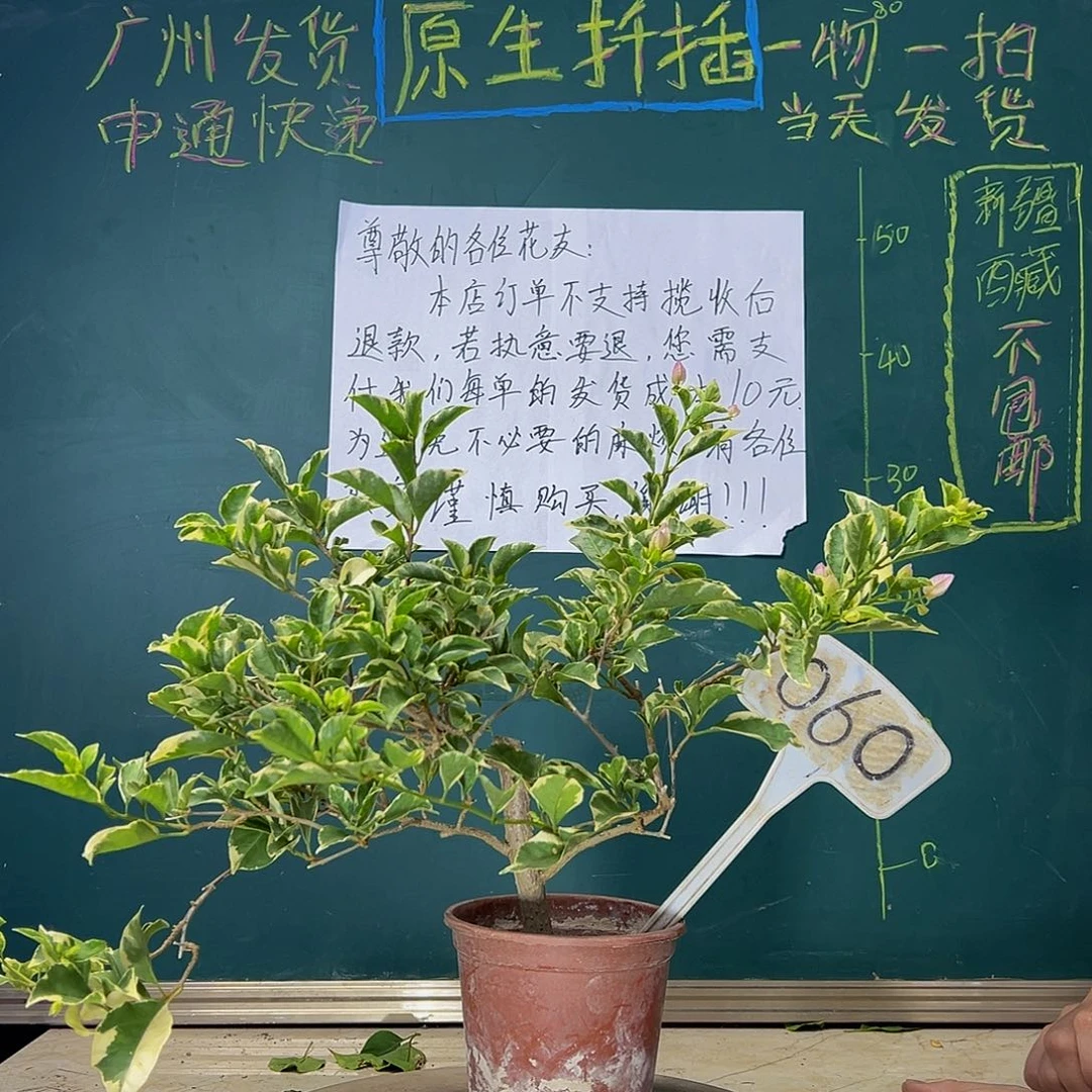 当前无花栽培后可以开花  银边浅紫  （只一颗）060