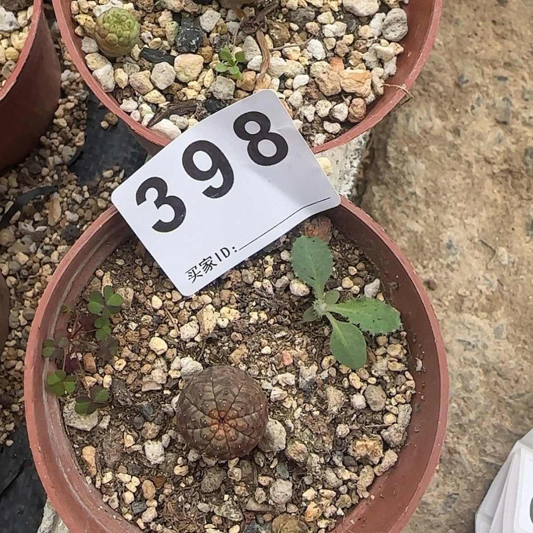 【闪购商品】K***n块根植物布纹球