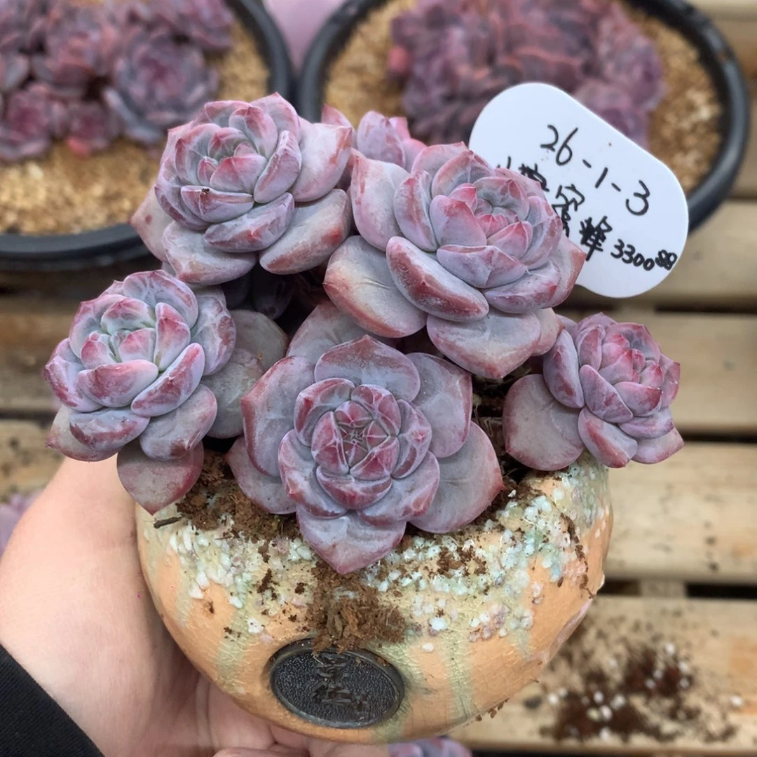 小***82613 蜜蜂 专拍突尼斯