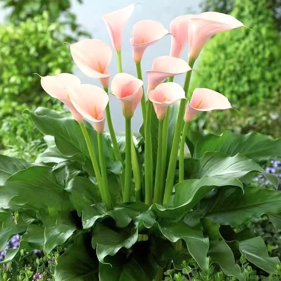 火烈鸟马蹄莲 盆栽 瑕疵 耐寒花期长室内阳台 云南鲜花绿植