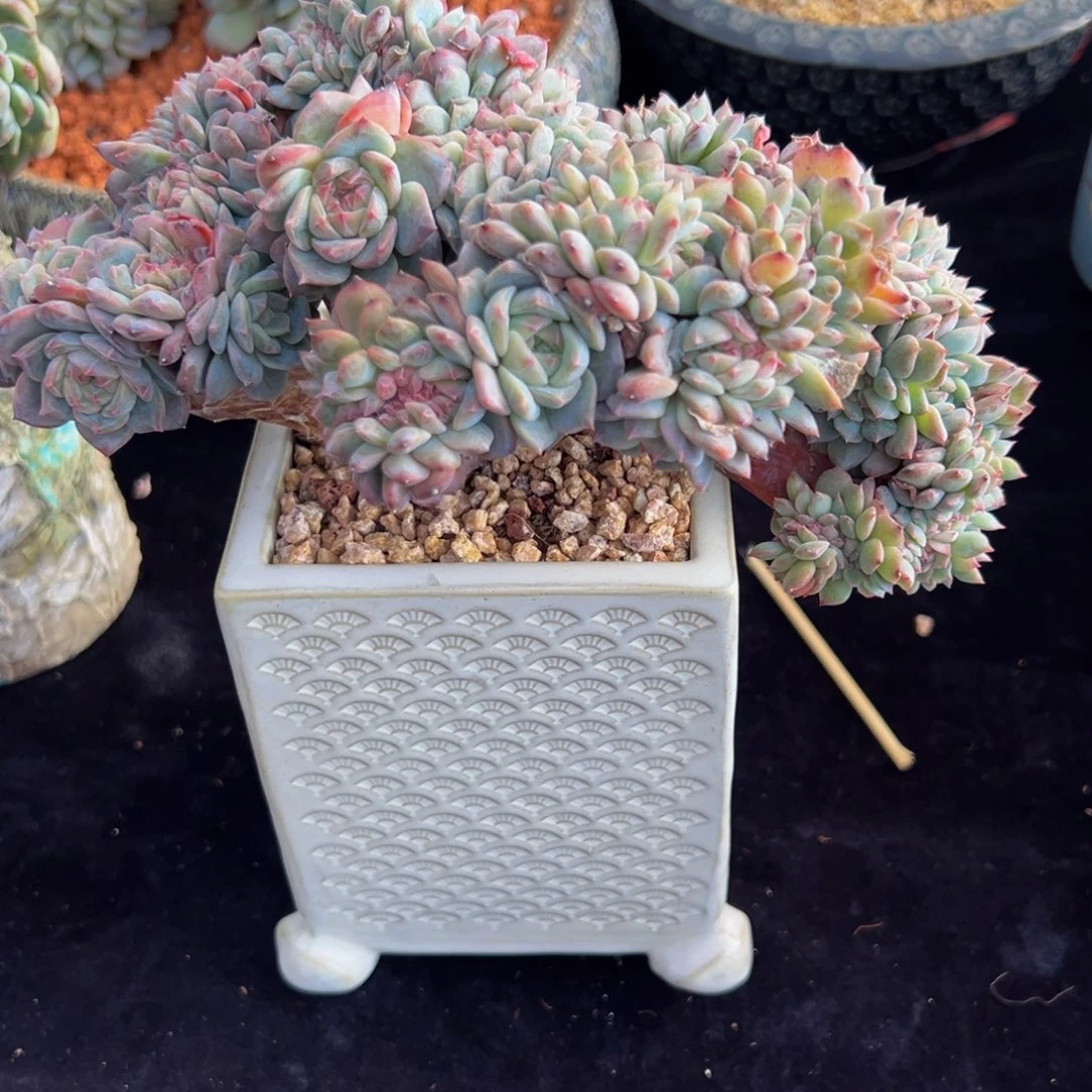 书***包新年快乐 新年快乐 新年快乐