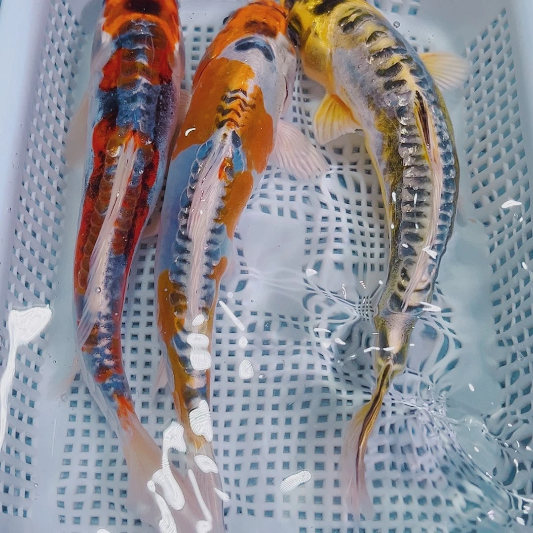 海水鱼锦鲤冷水观赏鱼126