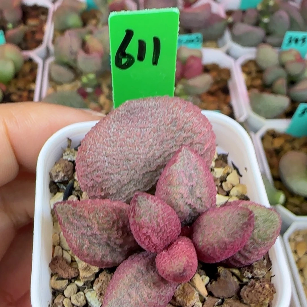 编号611叶插，四方盆发