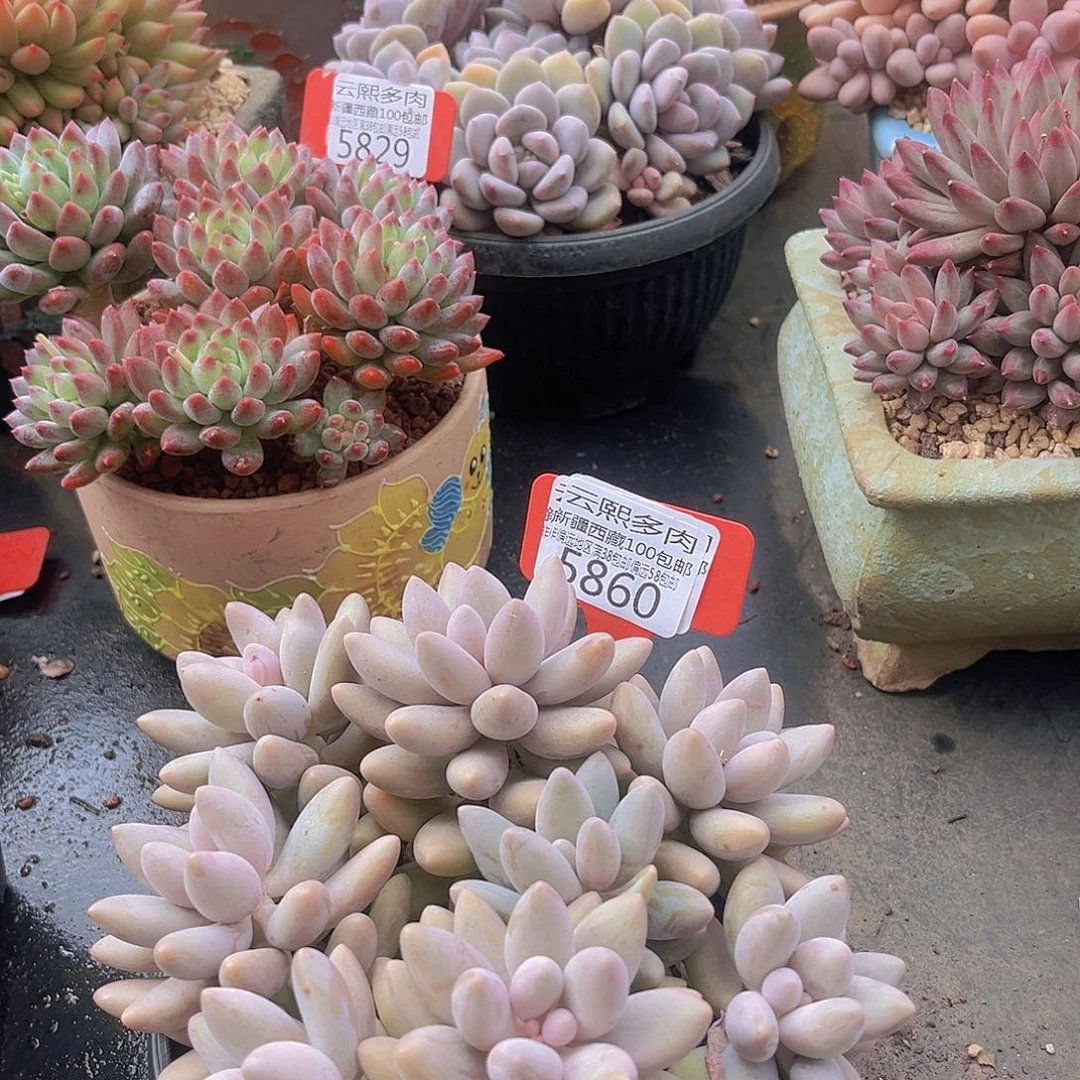 5860粉色恋人多肉植物