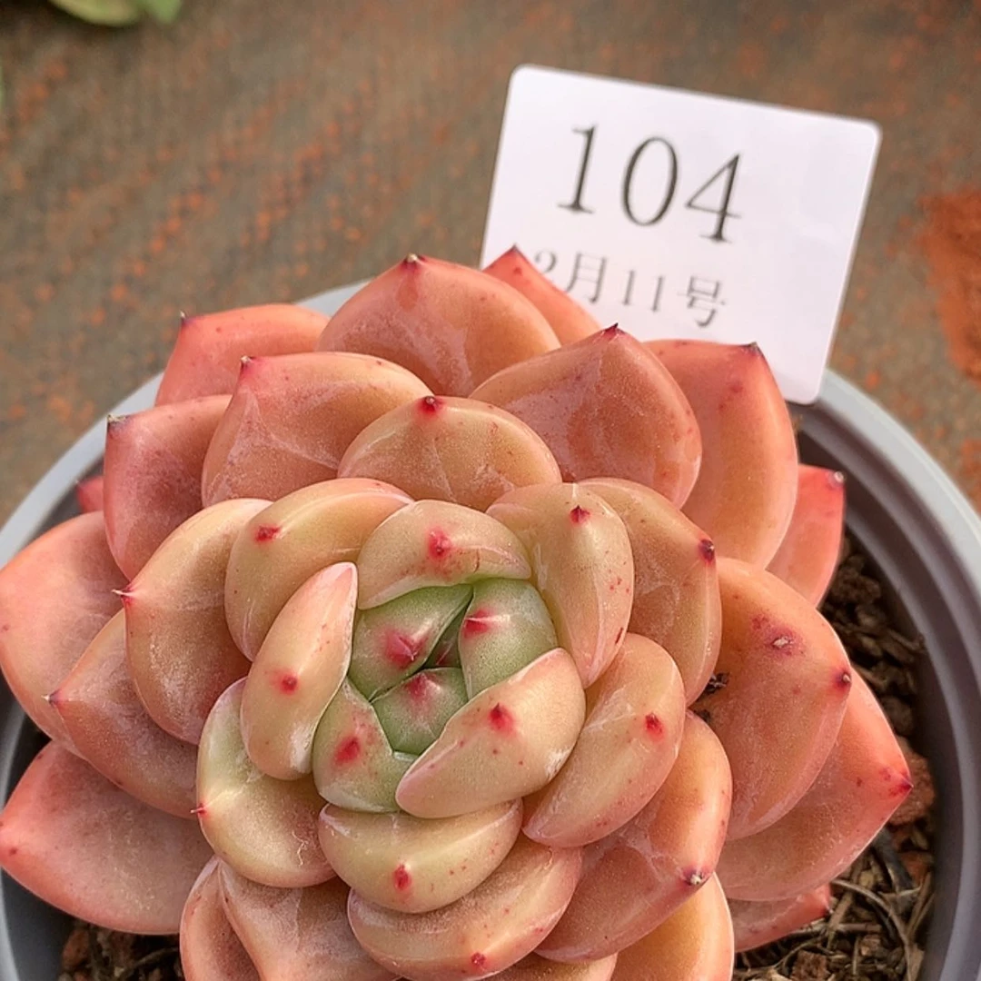 【闪购商品】云104号