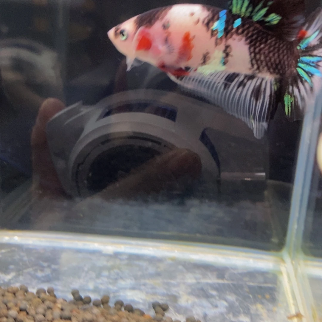 斗鱼405巨斗11111星