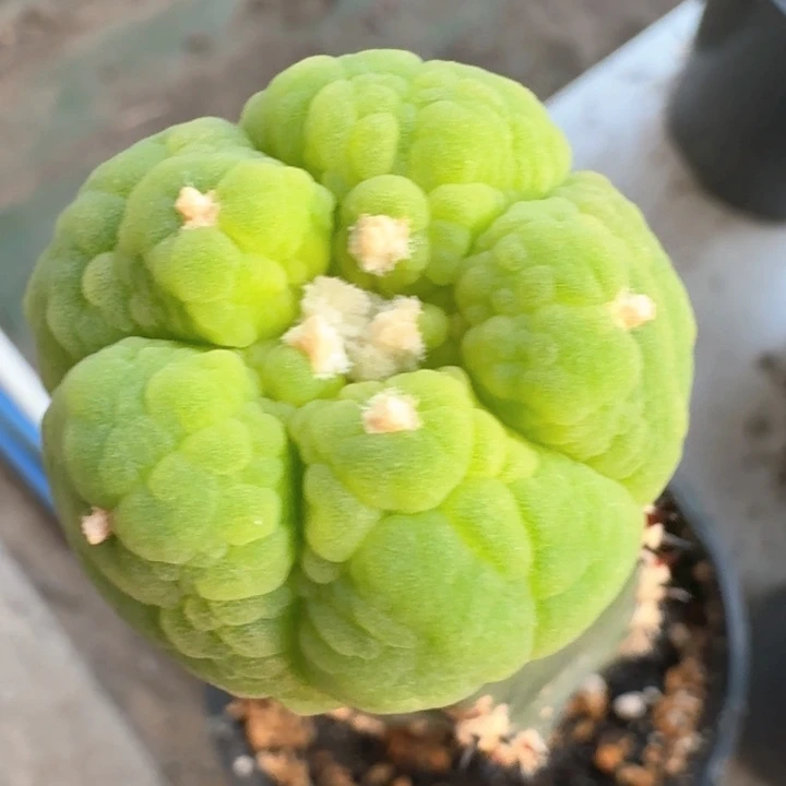 今日份分享大优苗接