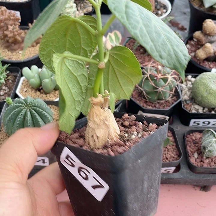 567龟甲箩魔块根植物