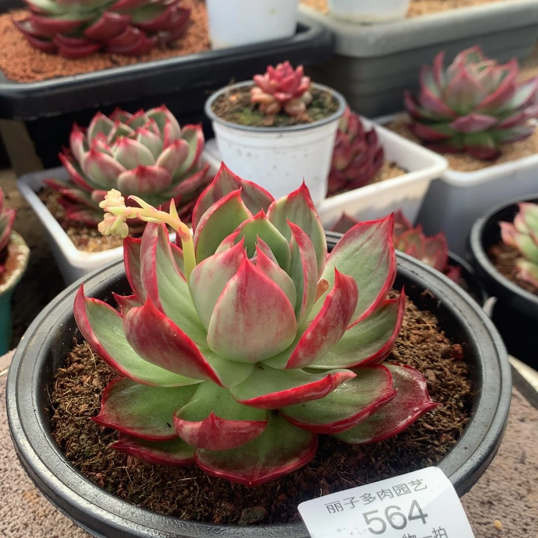 丹****564惊鸿宽叶外翻拉丝。尺寸10。多肉植物