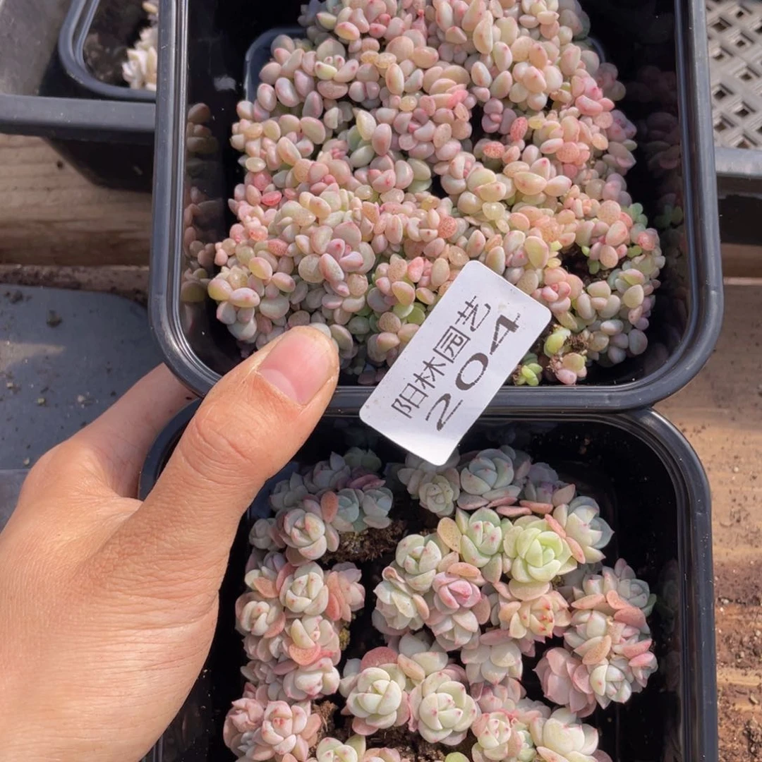 竹*✨多肉植物多肉植物204