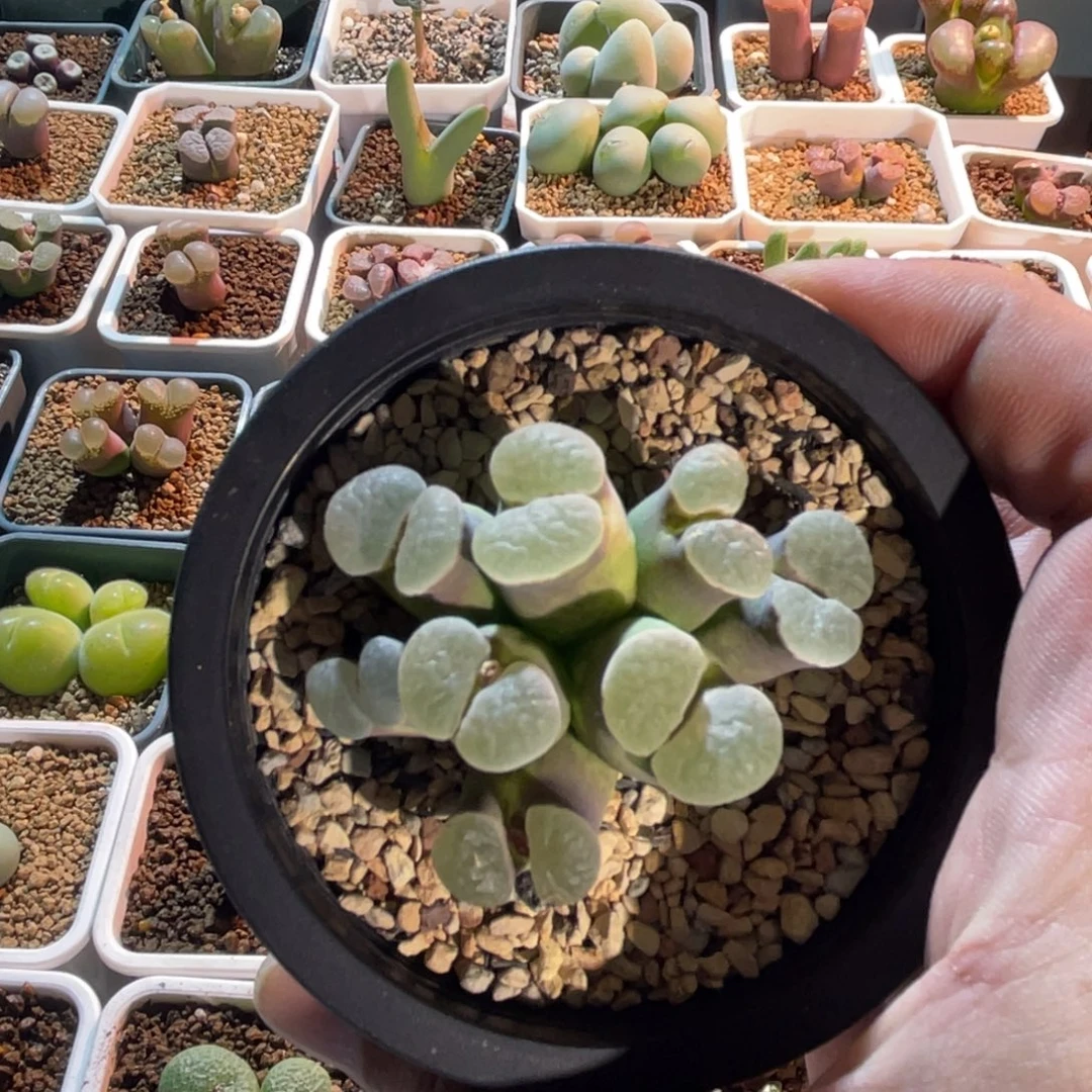 1917磁铁紫体白窗风铃植物一物一拍