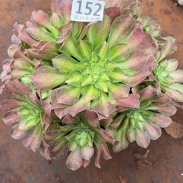 152粉体韶华掌心多肉法师锦