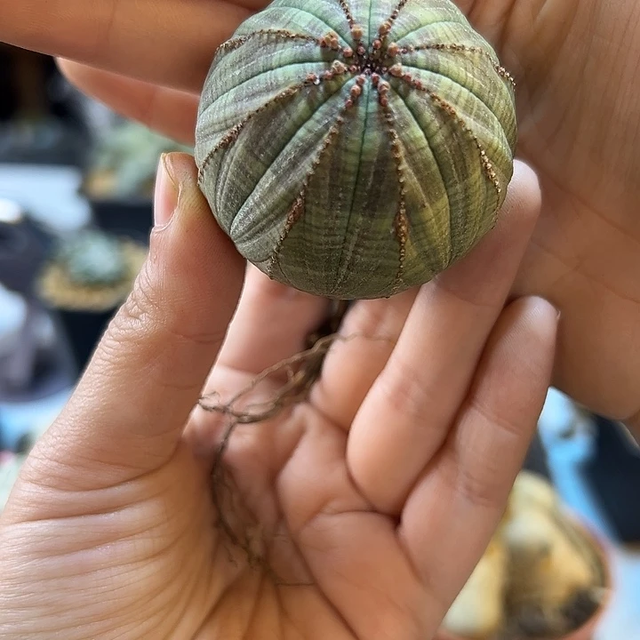 亨***爸39号实生欧洲园艺布纹球4.6公分