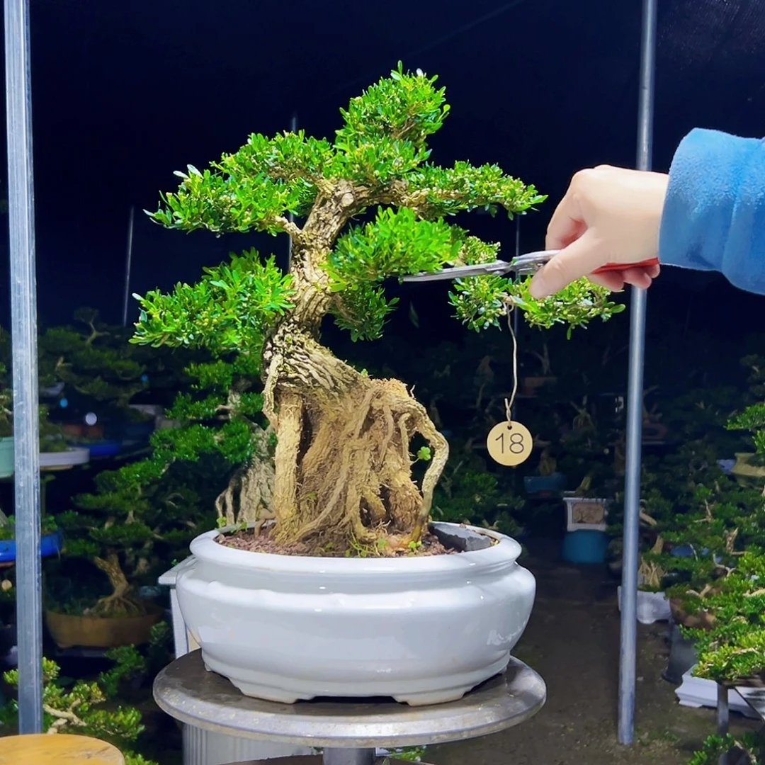 来***及无花朵黄杨木