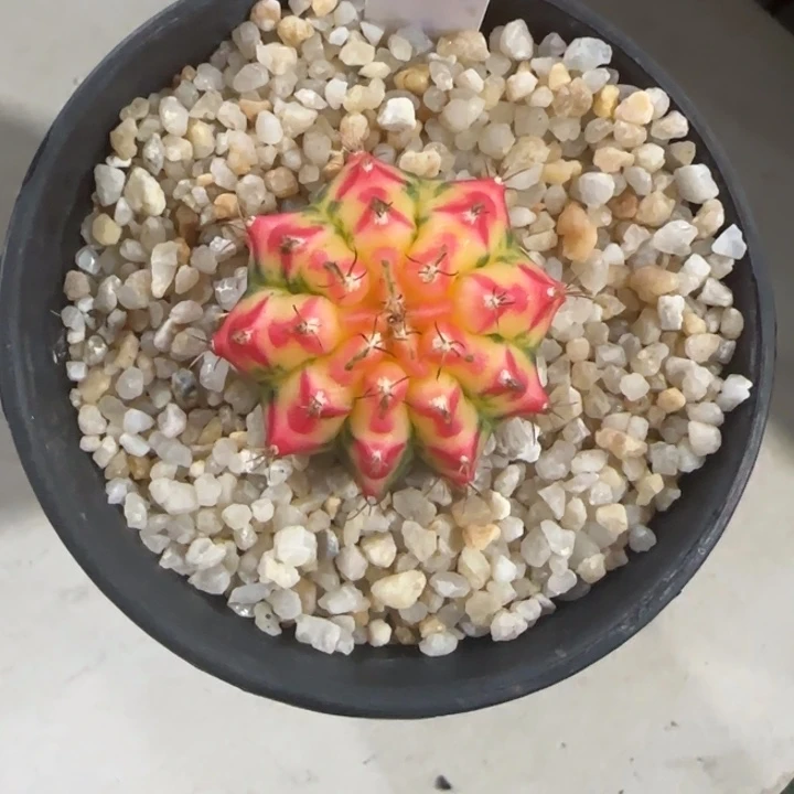 275-0117泰国发货多肉