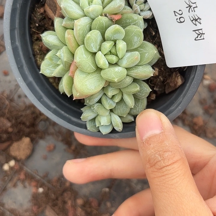 闪吼29呀呀呀呀呀呀呀