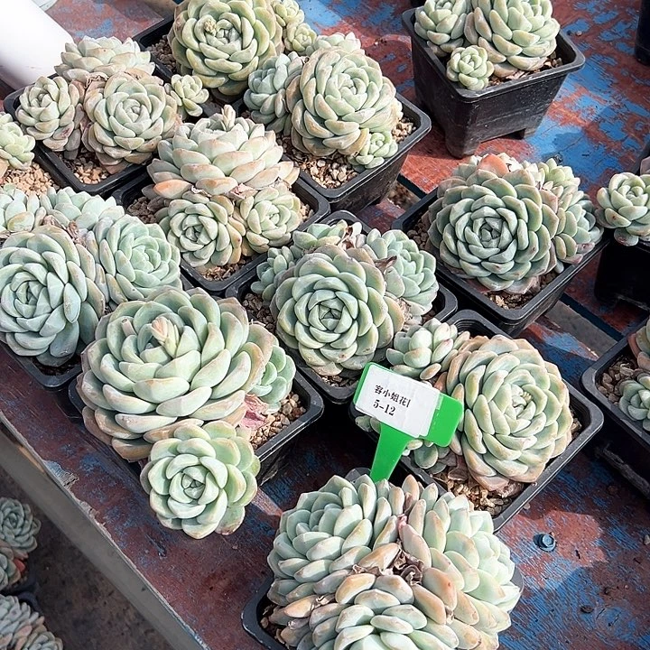 5.12冰玉一个脱土量