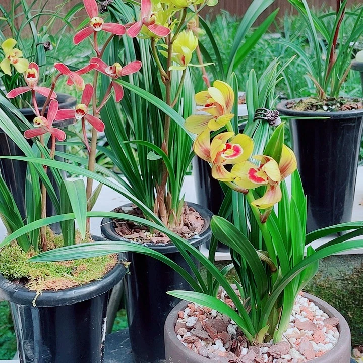 吖***！完全开放一物一漂亮开花