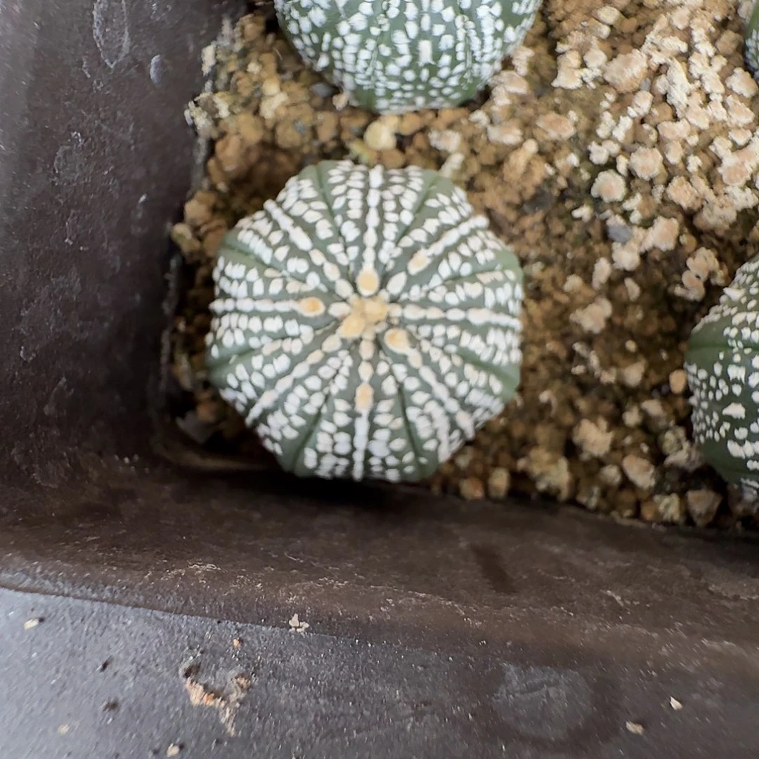 奇迹仙人球实生3公分